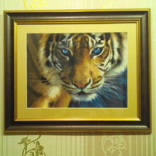 Работа «Голубоглазый тигр»