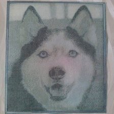 Работа «Добродушный хаски»