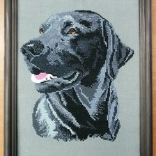 Работа «Черный лабрадор»