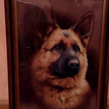 Работа «Мухтар»