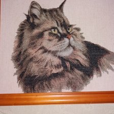 Работа «Персидский котик»