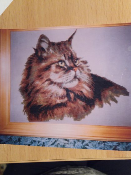 Работа «Персидский Котик № 1»