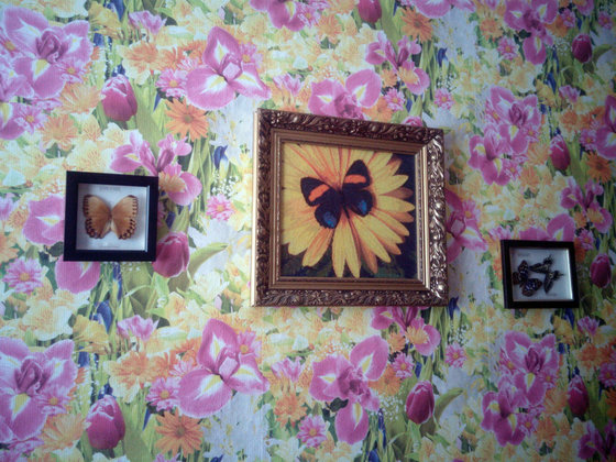 Работа «Моя мини коллекция бабочек»