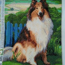 Работа «Колли»