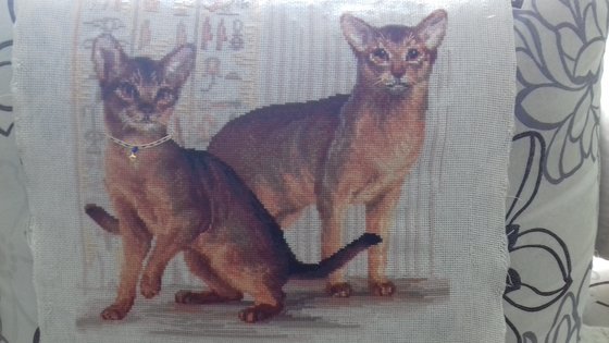 Работа «АБИССИНКИ ОТ РИОЛИС»