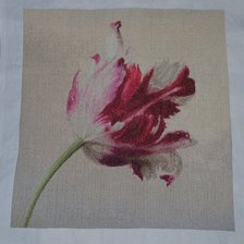 Работа «Тюльпан Игоря Левашова»