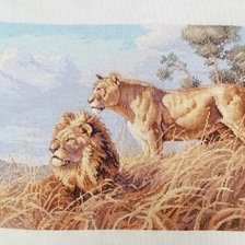 Работа «АФРИКАНСКИЕ ЛЬВЫ»