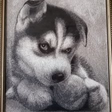 Работа «Щенок Хаски»