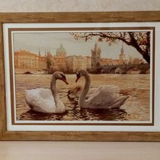 Работа «Лебеди. Прага  (ф.Риолис)»