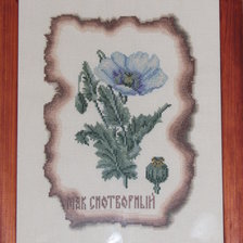 Работа «Мак снотворный»