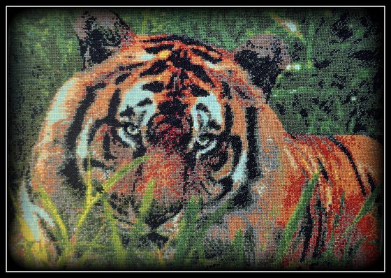 Работа «Тигры-мои самые любимые кошечки)»