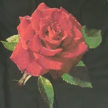 Работа «rosa vermelha»