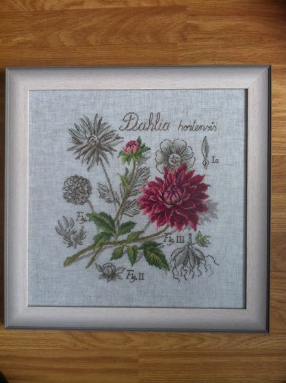 Работа «Георгин из серии "Ботаника"»