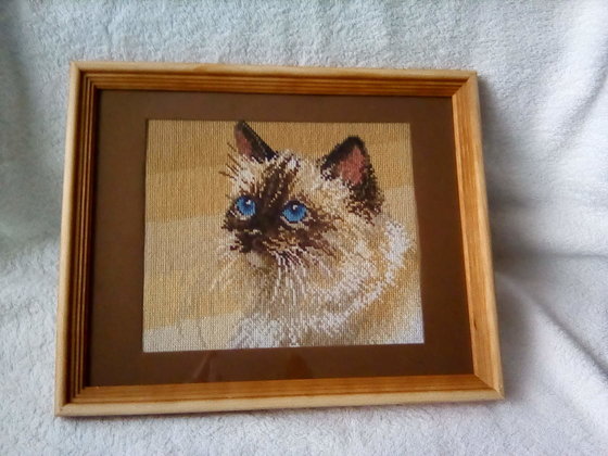 Работа «Котик»