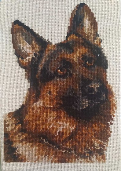 Работа «Портрет овчарки»