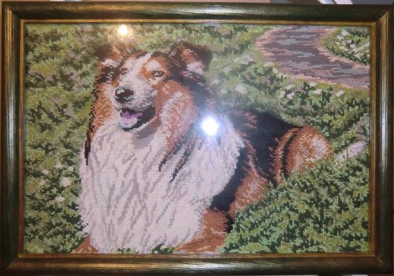 Работа «собака Колли»