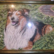 Работа «собака Колли»