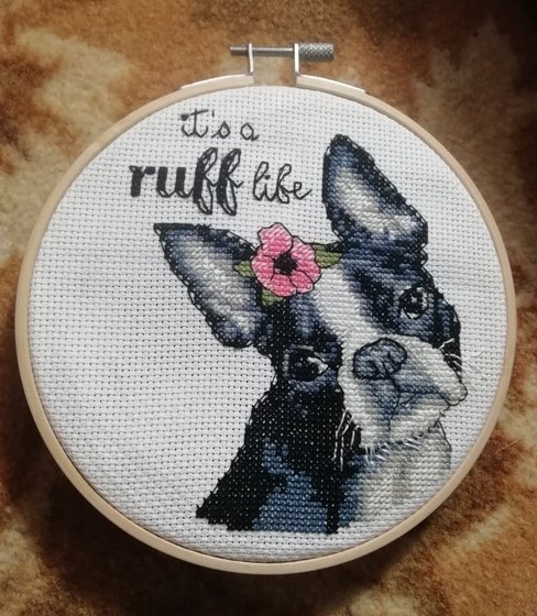 Работа «Французкий бульдог от Dimensons»