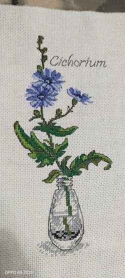 Работа «Цикорий»