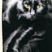 Работа «Зелёные глаза чёрной кошки»