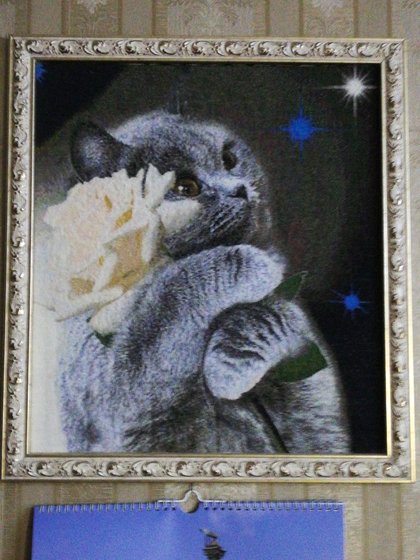 Работа «Котик»