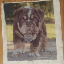 Работа «Щенок бульдога»