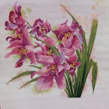 Работа «Прекрасные орхидеи»