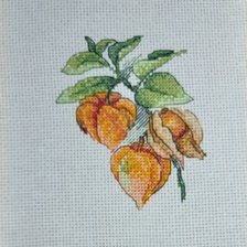 Работа «Физалис 2»