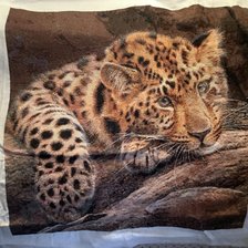 Работа «Лапочка))))»