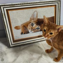 Работа «Абиссинская кошка»