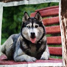 Работа «Husky»