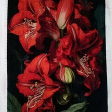 Работа «Амариллис»