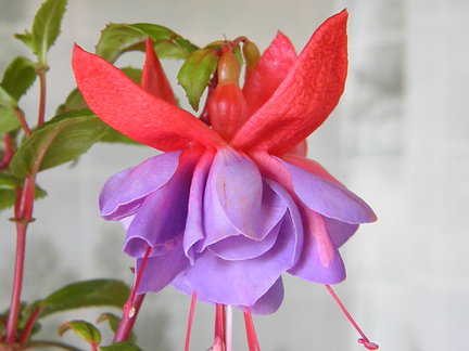 Мои любимые комнатные цветы №4760