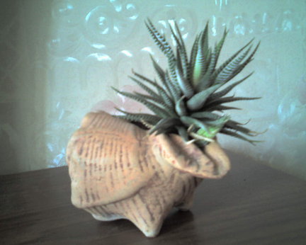 Мои любимые комнатные цветы №4993