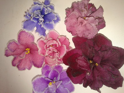 Мои любимые комнатные цветы №6046