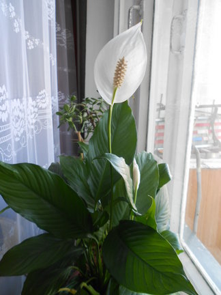 Мои любимые комнатные цветы №6098