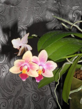 Мои любимые комнатные цветы №6099