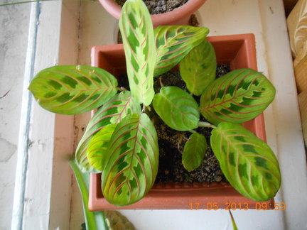 Мои любимые комнатные цветы №6112