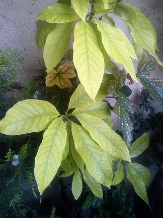 Мои любимые комнатные цветы №6409