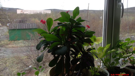 Мои любимые комнатные цветы №6464