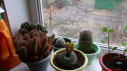 Мои любимые комнатные цветы №6467