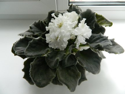 Мои любимые комнатные цветы №6976