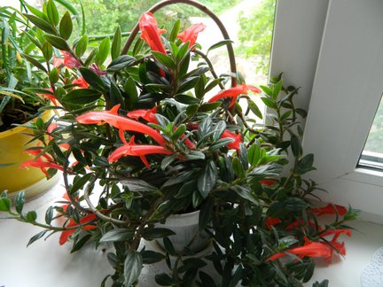 Мои любимые комнатные цветы №6989