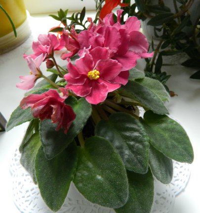 Мои любимые комнатные цветы №6990