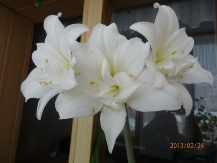 Мои любимые комнатные цветы №7611