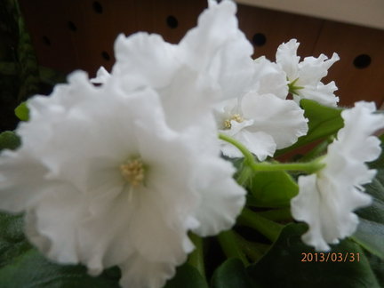 Мои любимые комнатные цветы №7615