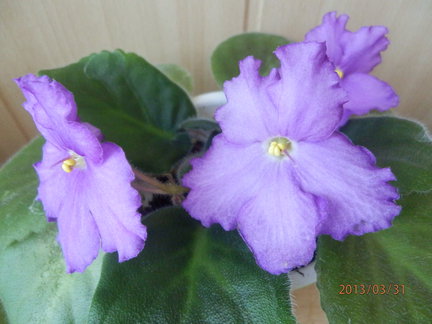 Мои любимые комнатные цветы №7620