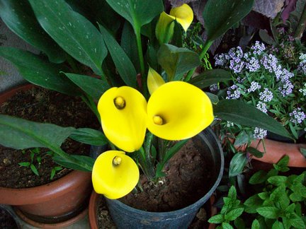 Мои любимые комнатные цветы №7754