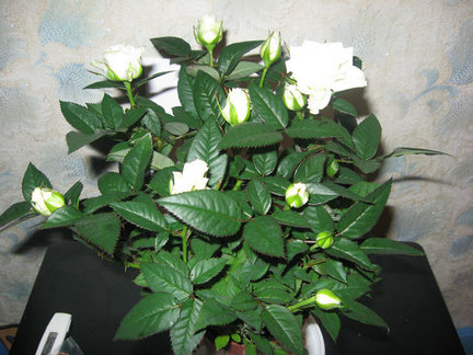 Мои любимые комнатные цветы №7845