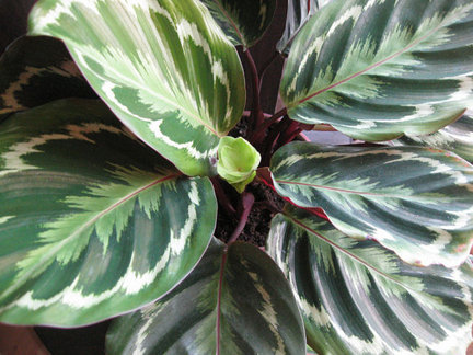 Мои любимые комнатные цветы №7848